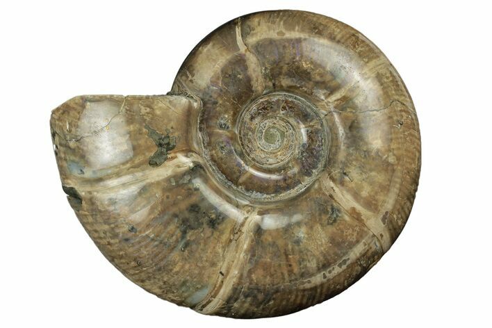 Polished Ammonite (Argonauticeras) Fossil - Iridescent Shell #252762